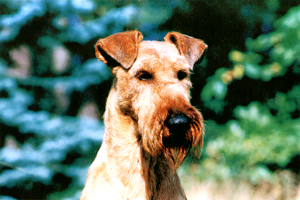 Garry vd.Lichtenheide