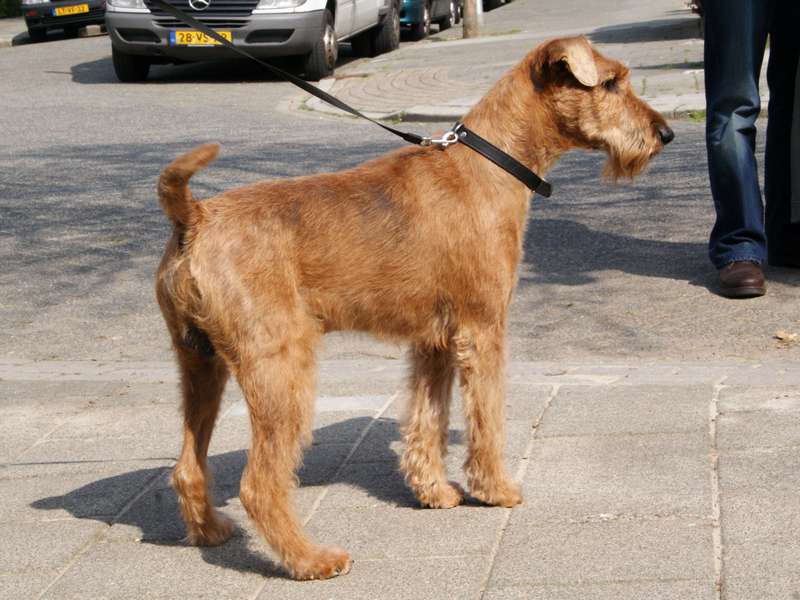 Famous irish hot sale terriers