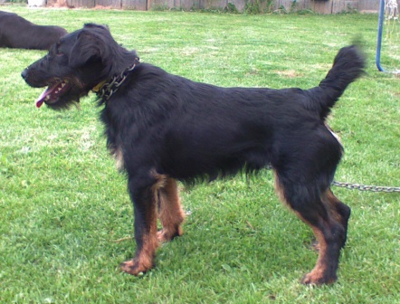 Black irish sale terrier